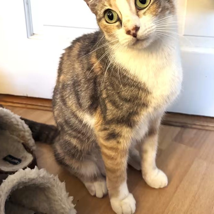 Enlarge Sonia (IN TRIAL ADOPTION), an adopted Domestic Short Hair in Nantucket, MA image 1/1