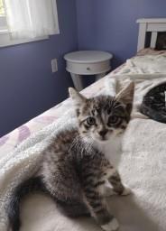 Kitty, Adoptable, Kitten Female Tabby & Domestic Short Hair.