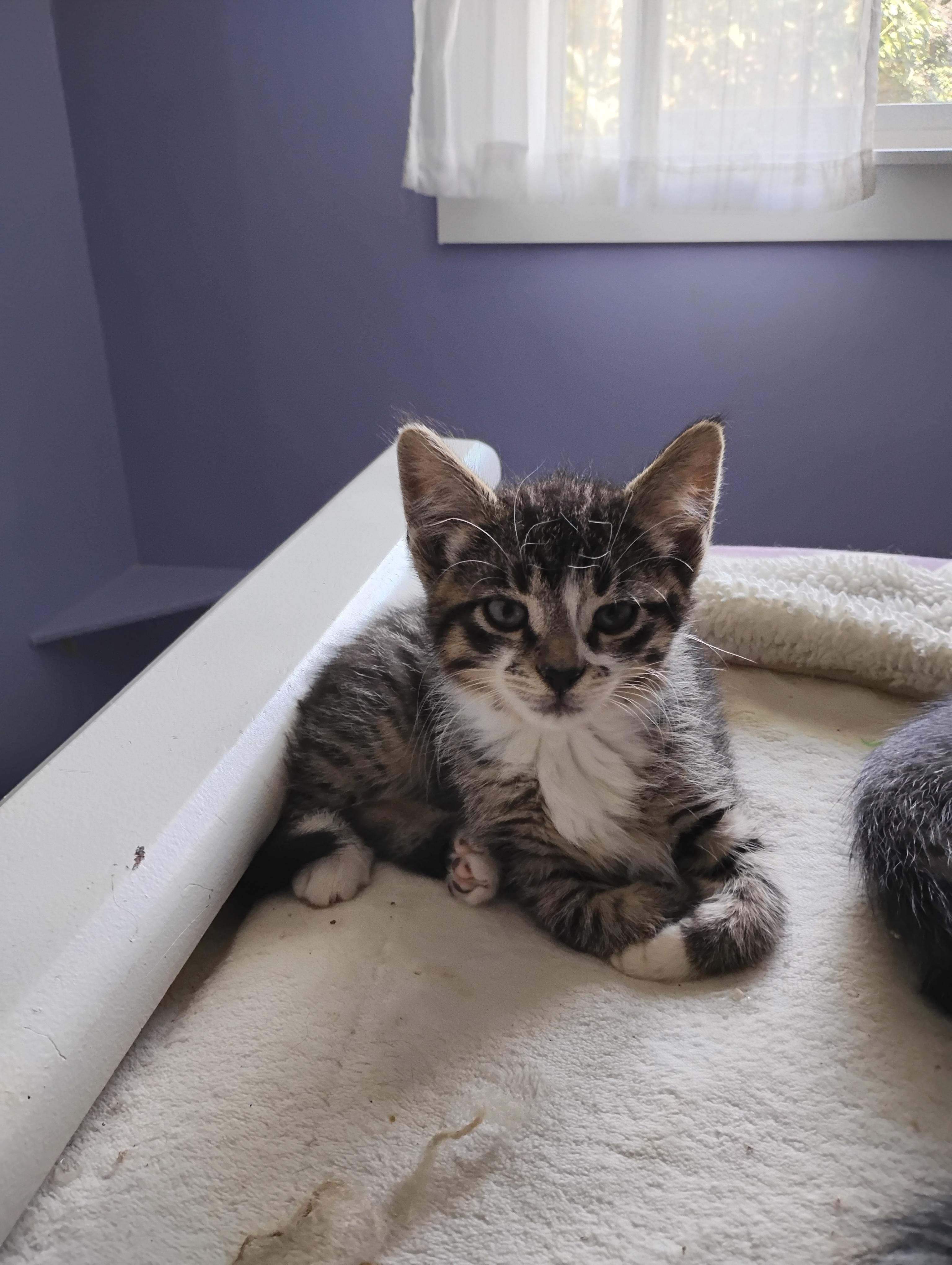 Kitty, a Adoptable mixed breed in Surrey, BC image 2/3