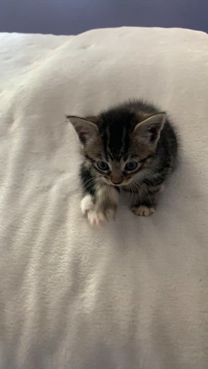 Enlarge Kitty, a Adoptable mixed breed in Surrey, BC video 3/3