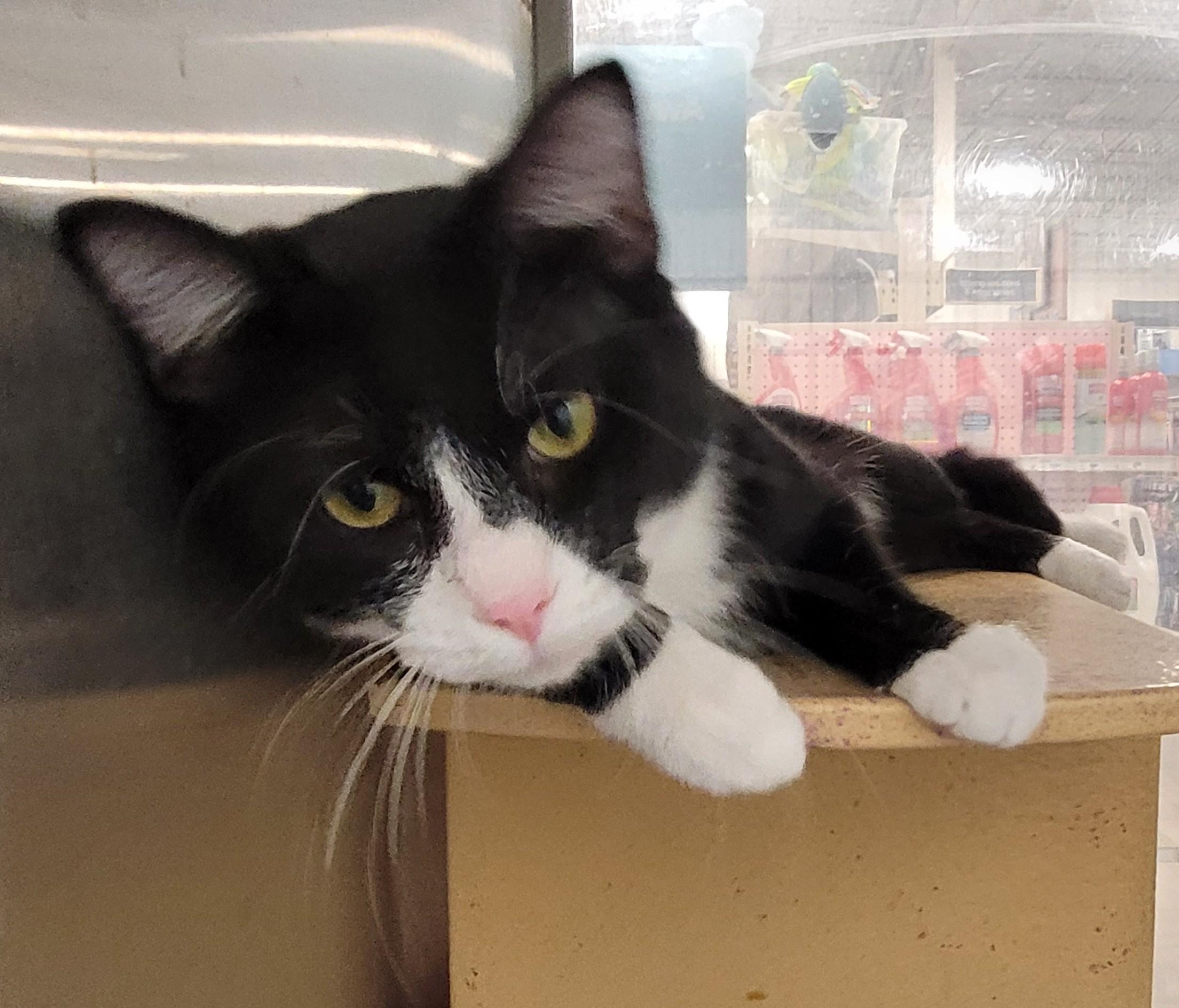 Forest, an adoptable Domestic Short Hair in Millville, UT, 84326 | Photo Image 2