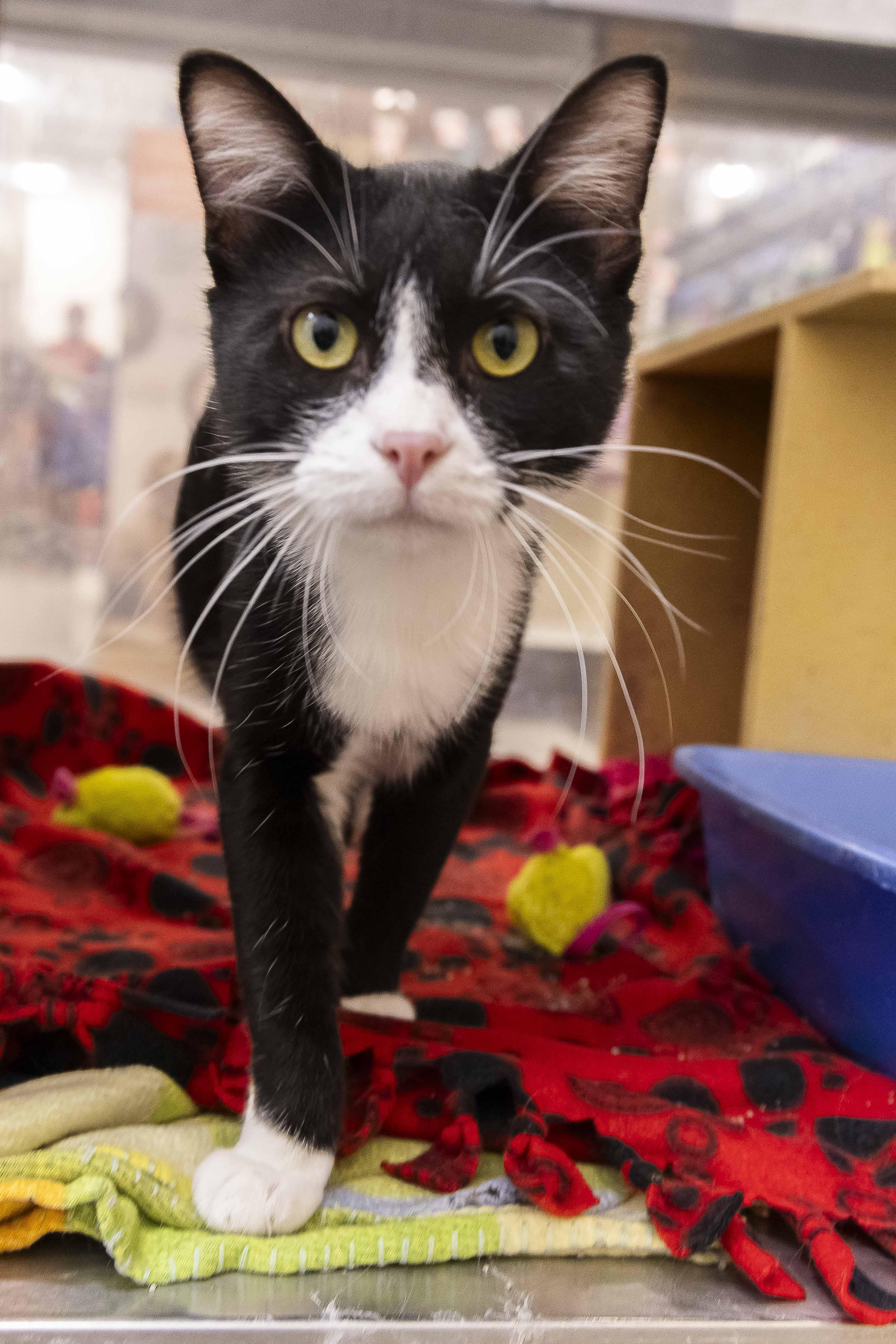 Forest, an adoptable Domestic Short Hair in Millville, UT, 84326 | Photo Image 1