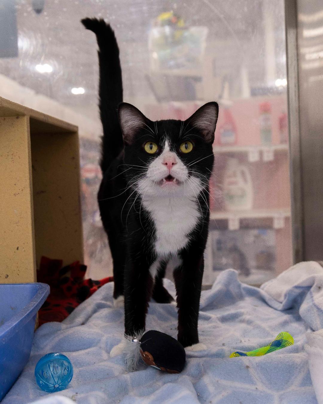 Forest, an adoptable Domestic Short Hair in Millville, UT, 84326 | Photo Image 3