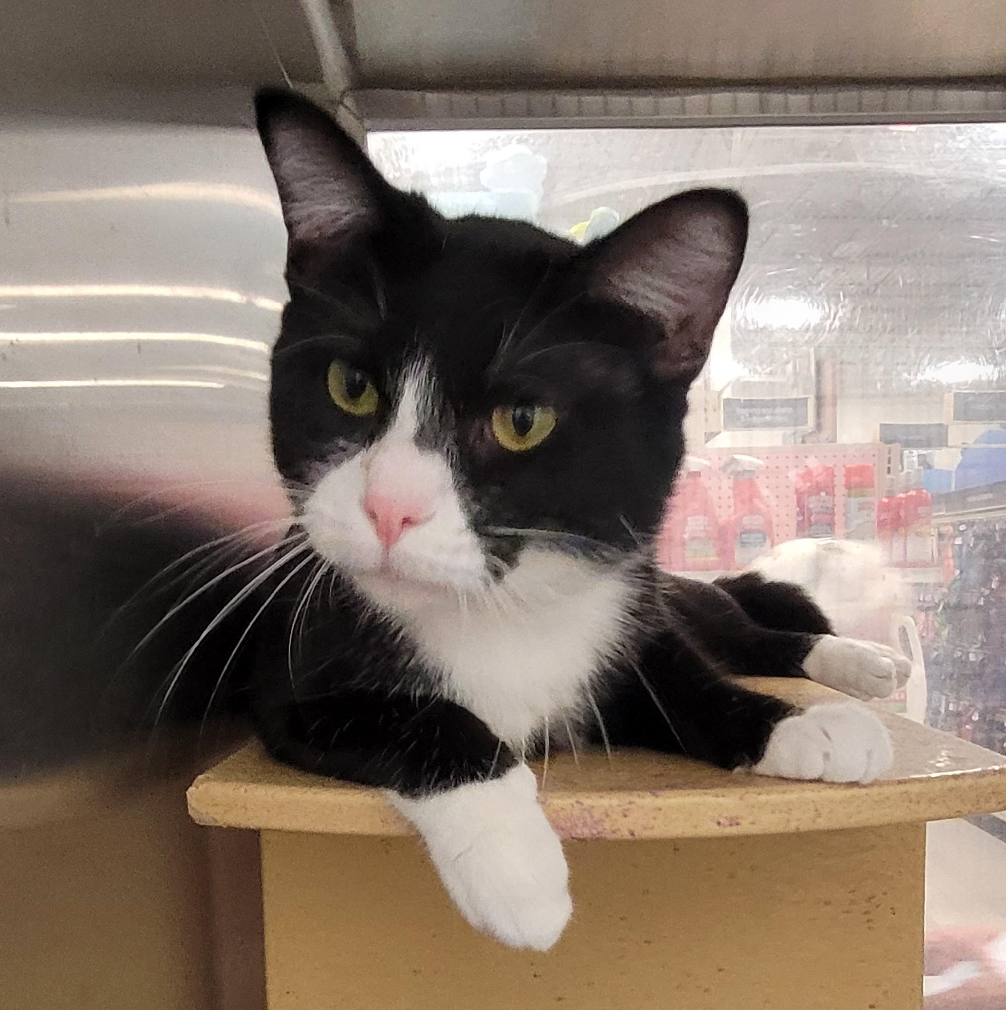 Forest, an adoptable Domestic Short Hair in Millville, UT, 84326 | Photo Image 4