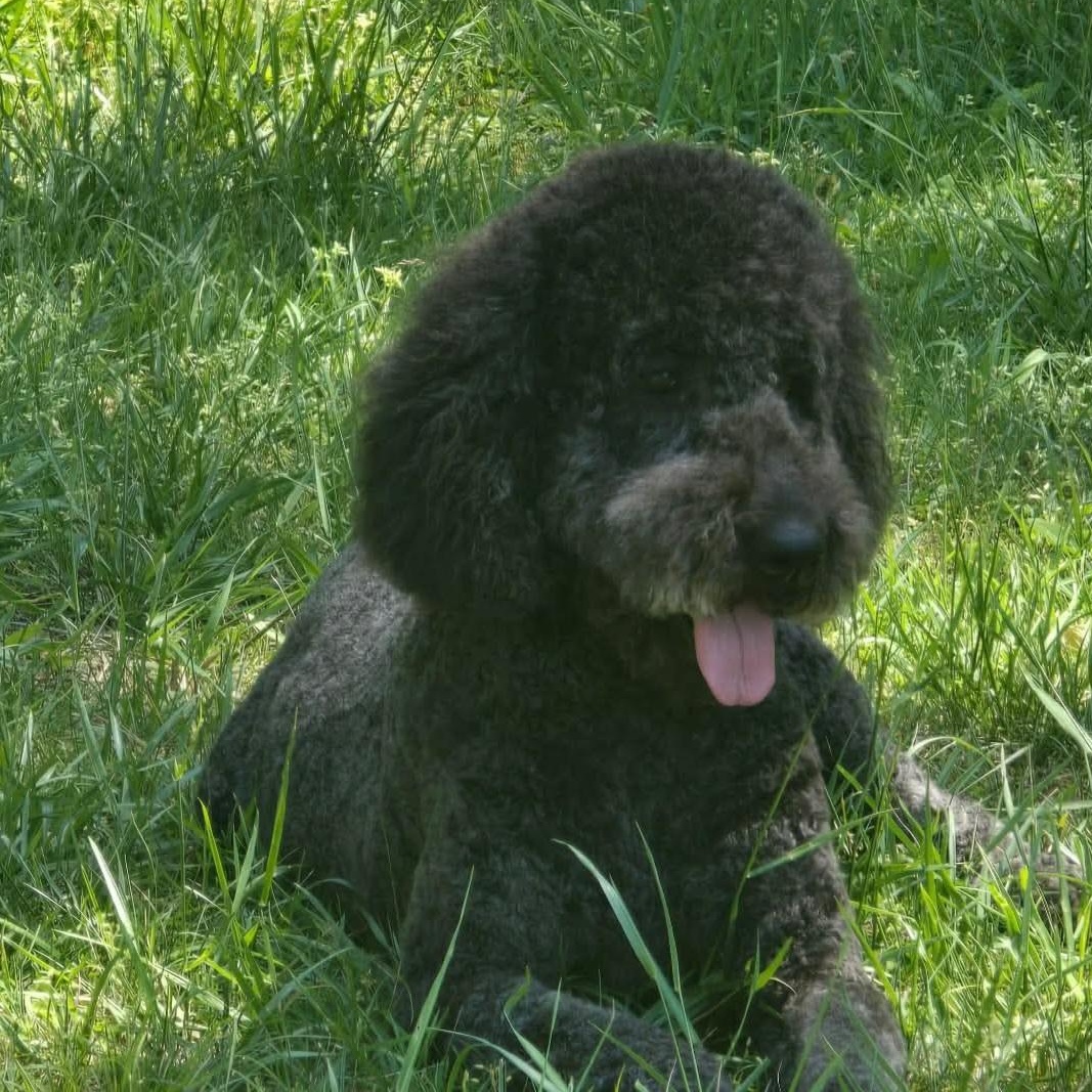 Charlotte, Adoptable, Adult Female Labradoodle.