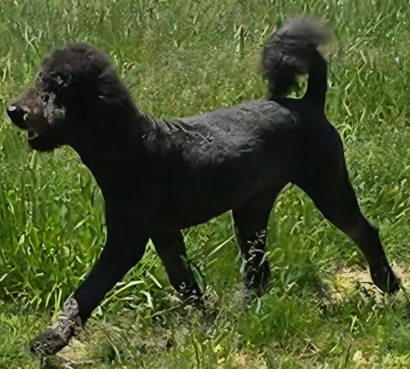 Enlarge Charlotte, a Adoptable Labradoodle in Wheelersburg, OH image 3/6