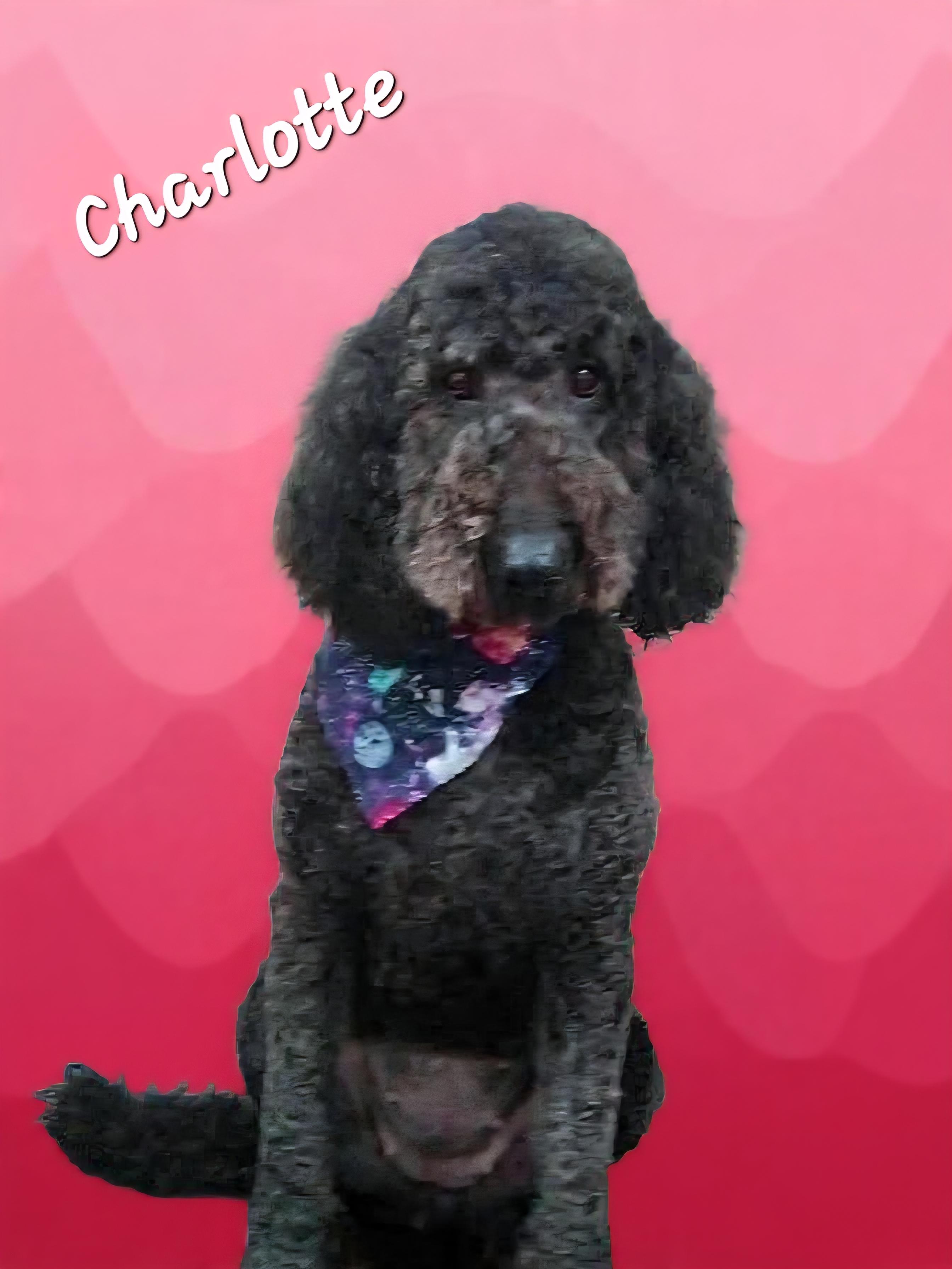 Enlarge Charlotte, a Adoptable Labradoodle in Wheelersburg, OH image 1/6
