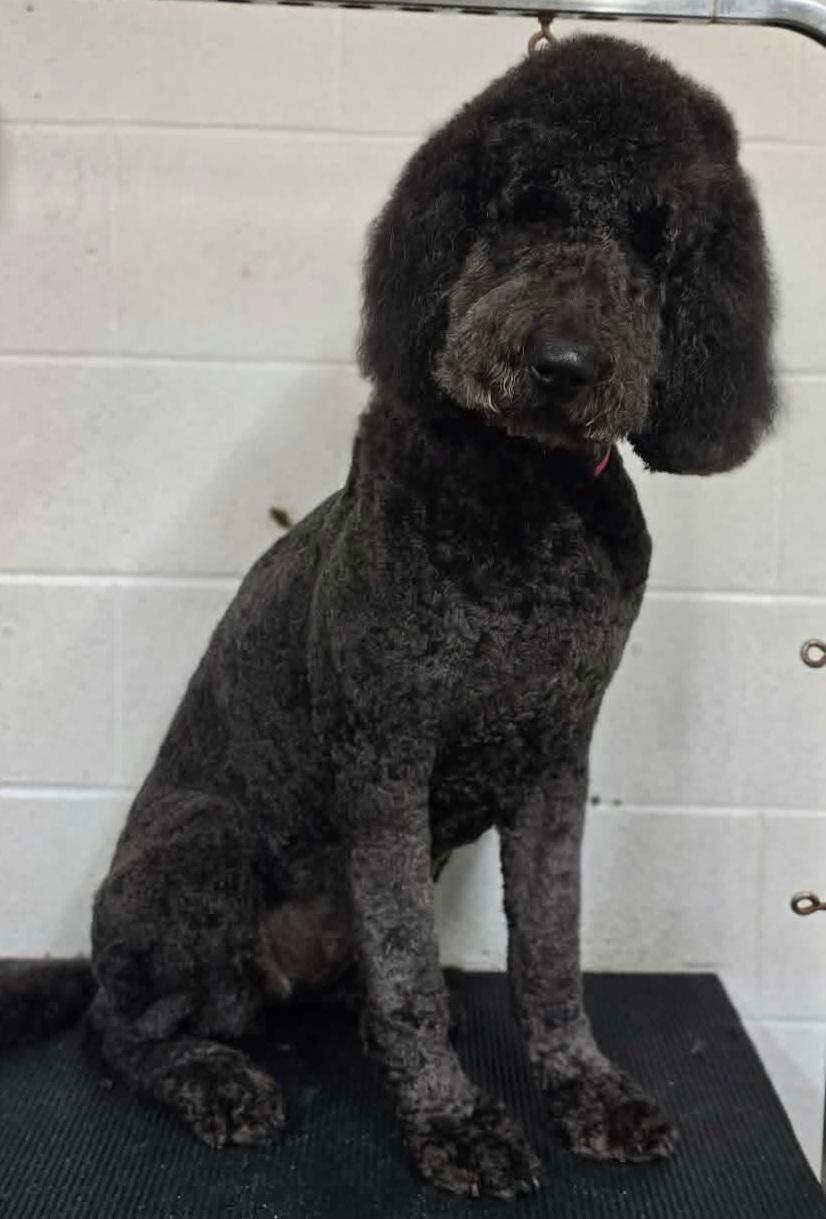 Enlarge Charlotte, a Adoptable Labradoodle in Wheelersburg, OH image 5/6