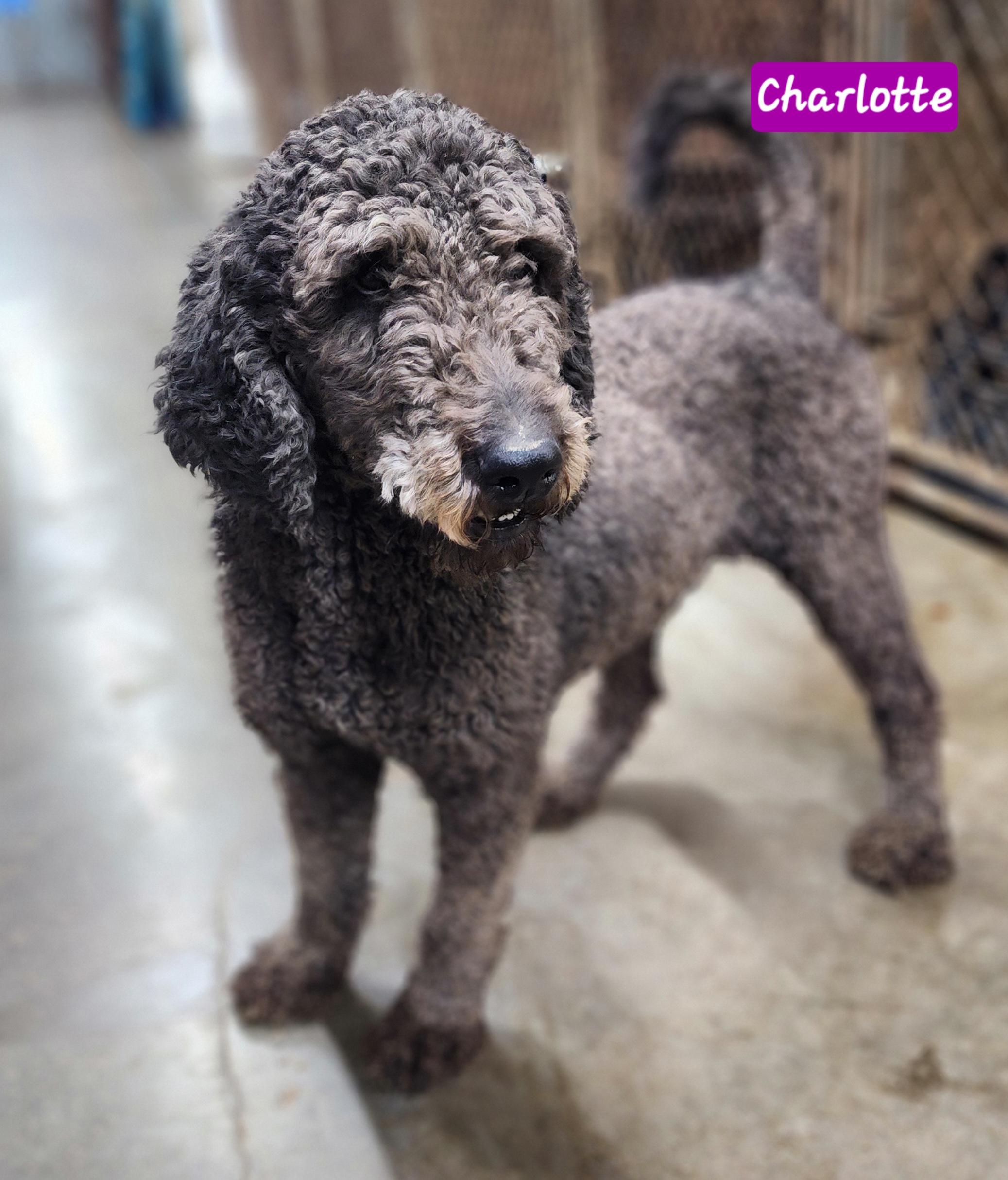 Charlotte, an adoptable Labradoodle in Wheelersburg, OH, 45694 | Photo Image 5