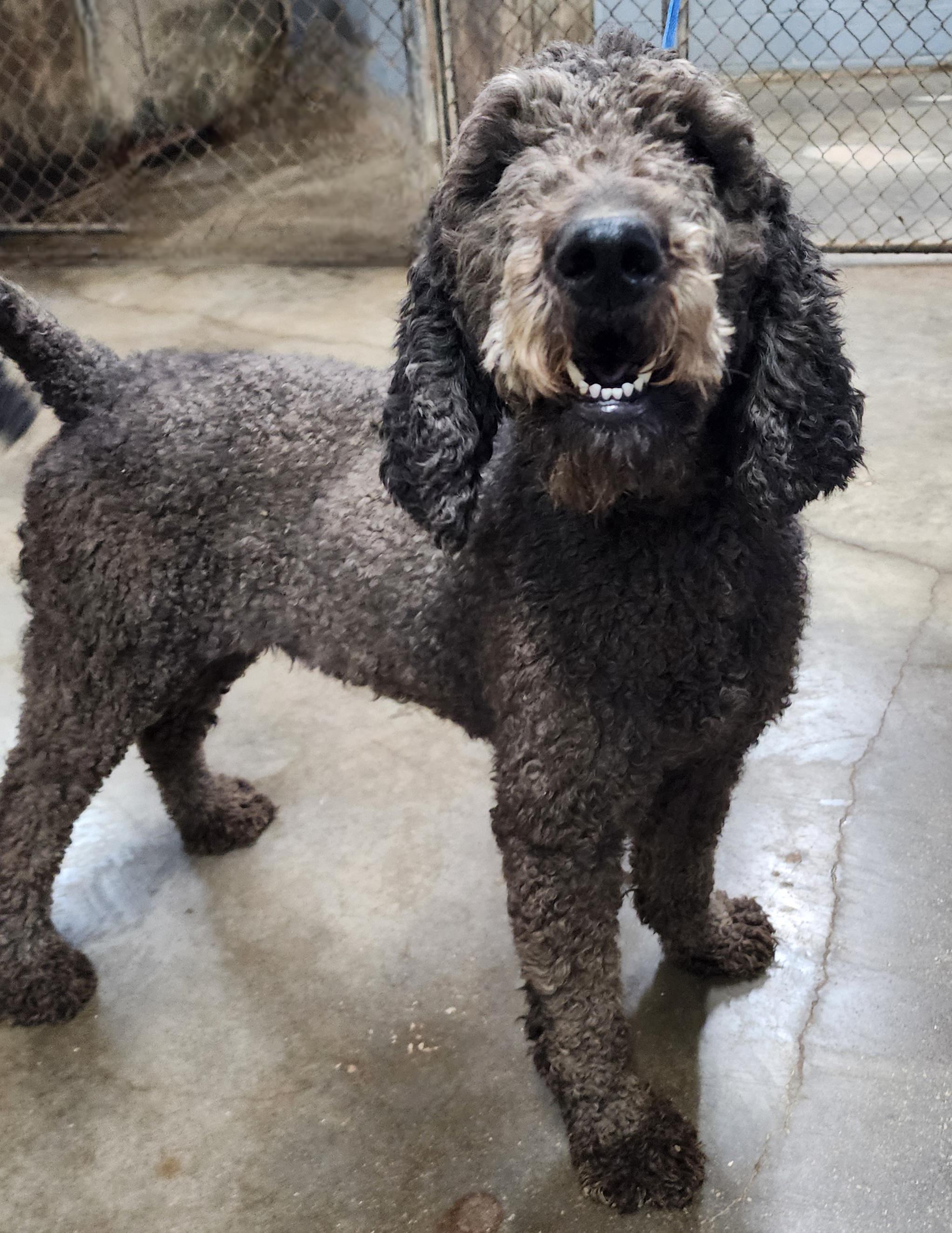 Charlotte, an adoptable Labradoodle in Wheelersburg, OH, 45694 | Photo Image 4
