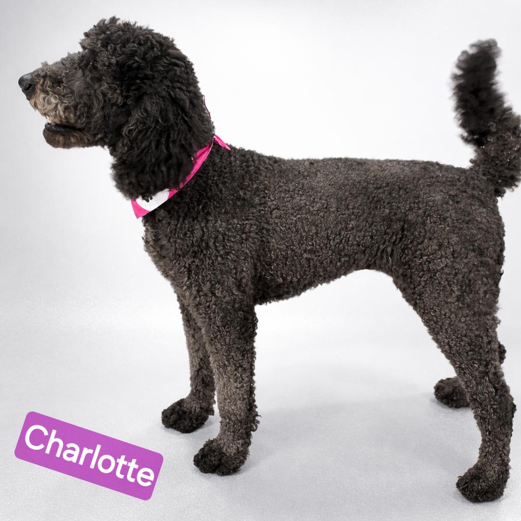 Enlarge Charlotte, a Adoptable Labradoodle in Wheelersburg, OH image 1/6