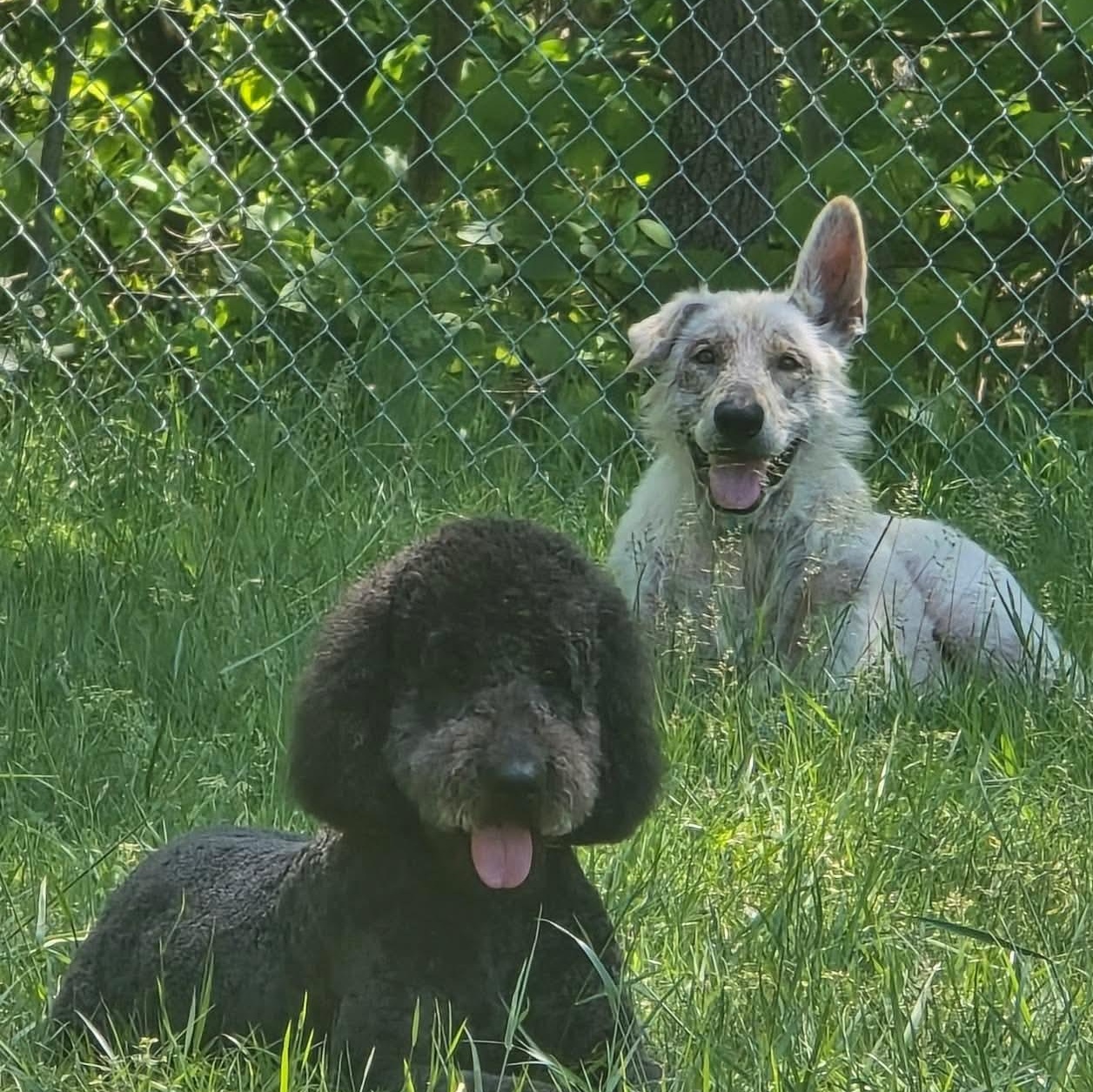 Enlarge Charlotte, a Adoptable Labradoodle in Wheelersburg, OH image 6/6
