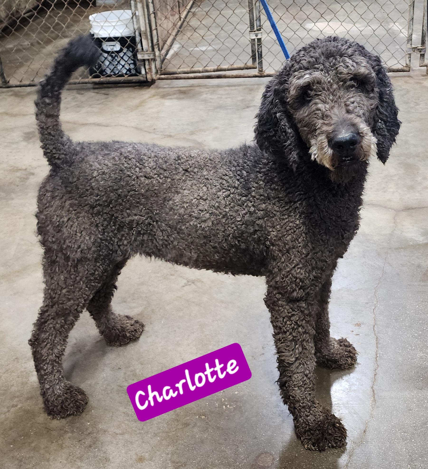 Charlotte, an adoptable Labradoodle in Wheelersburg, OH, 45694 | Photo Image 1