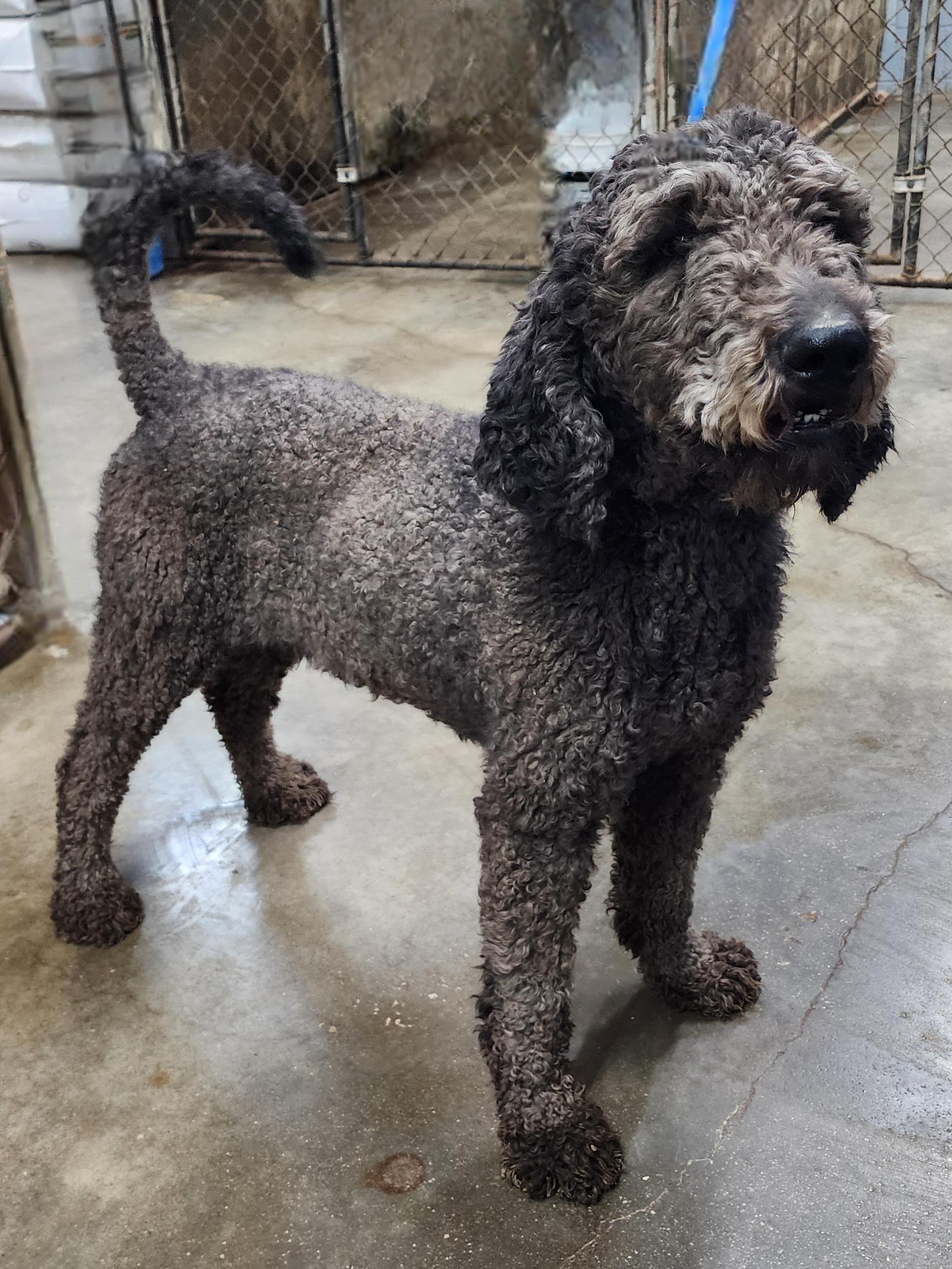 Enlarge Charlotte, a Adoptable Labradoodle in Wheelersburg, OH image 4/5