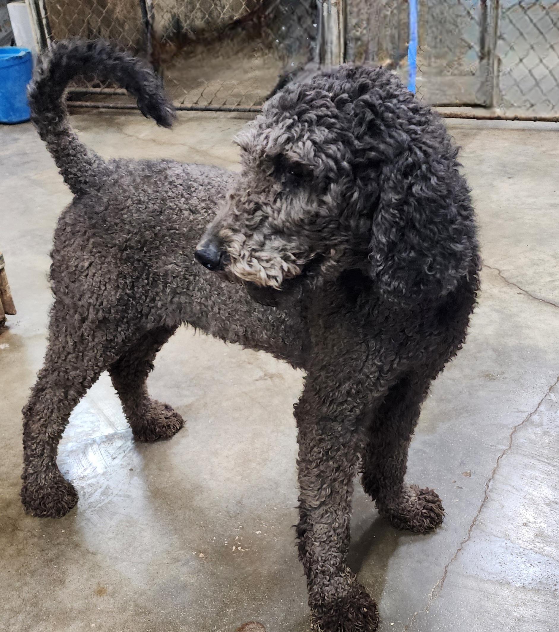 Charlotte, an adoptable Labradoodle in Wheelersburg, OH, 45694 | Photo Image 2