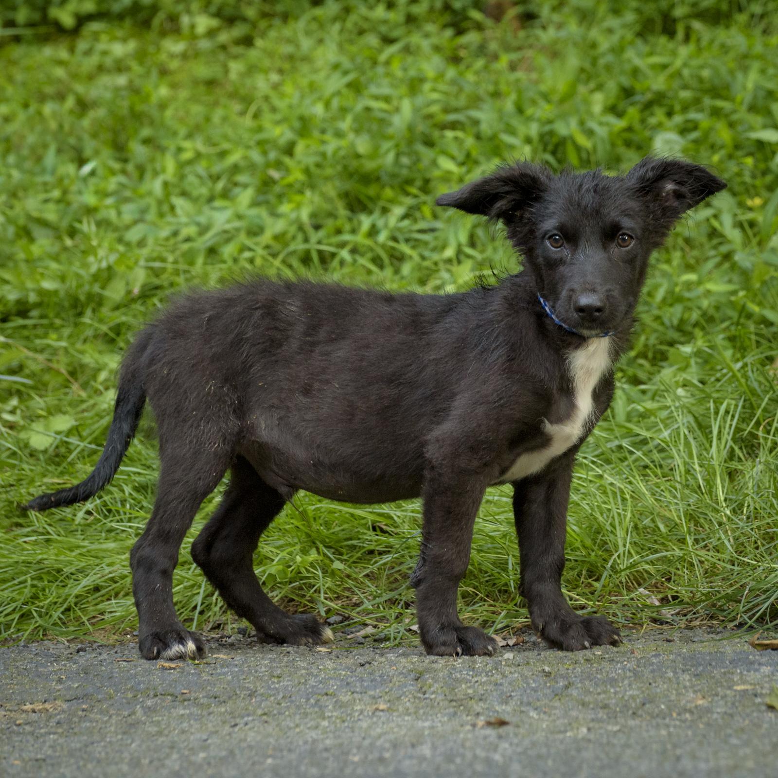 Enlarge Sancho, a Adoptable Wirehaired Terrier in Lambertville, NJ image 1/3