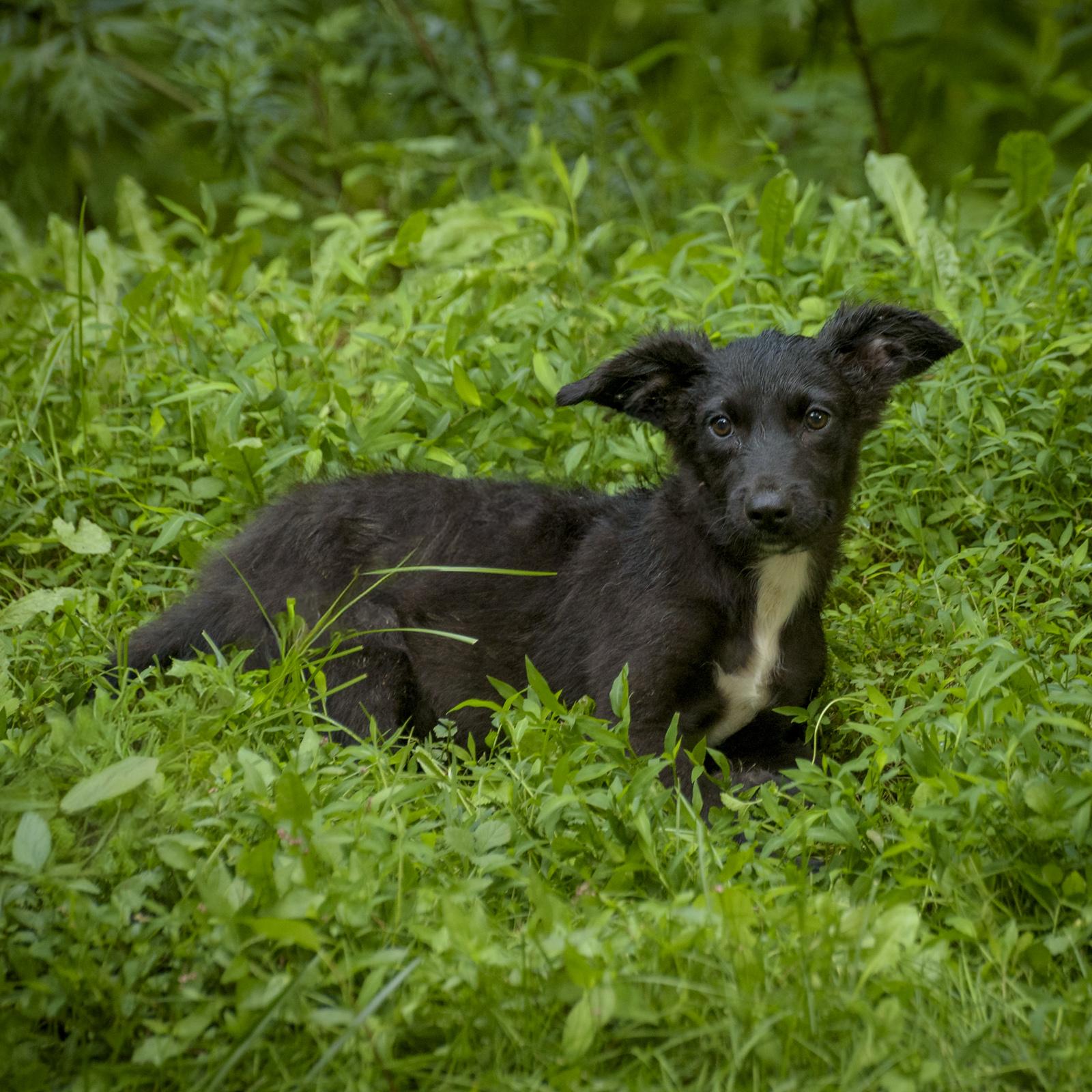 Enlarge Sancho, a Adoptable Wirehaired Terrier in Lambertville, NJ image 2/3