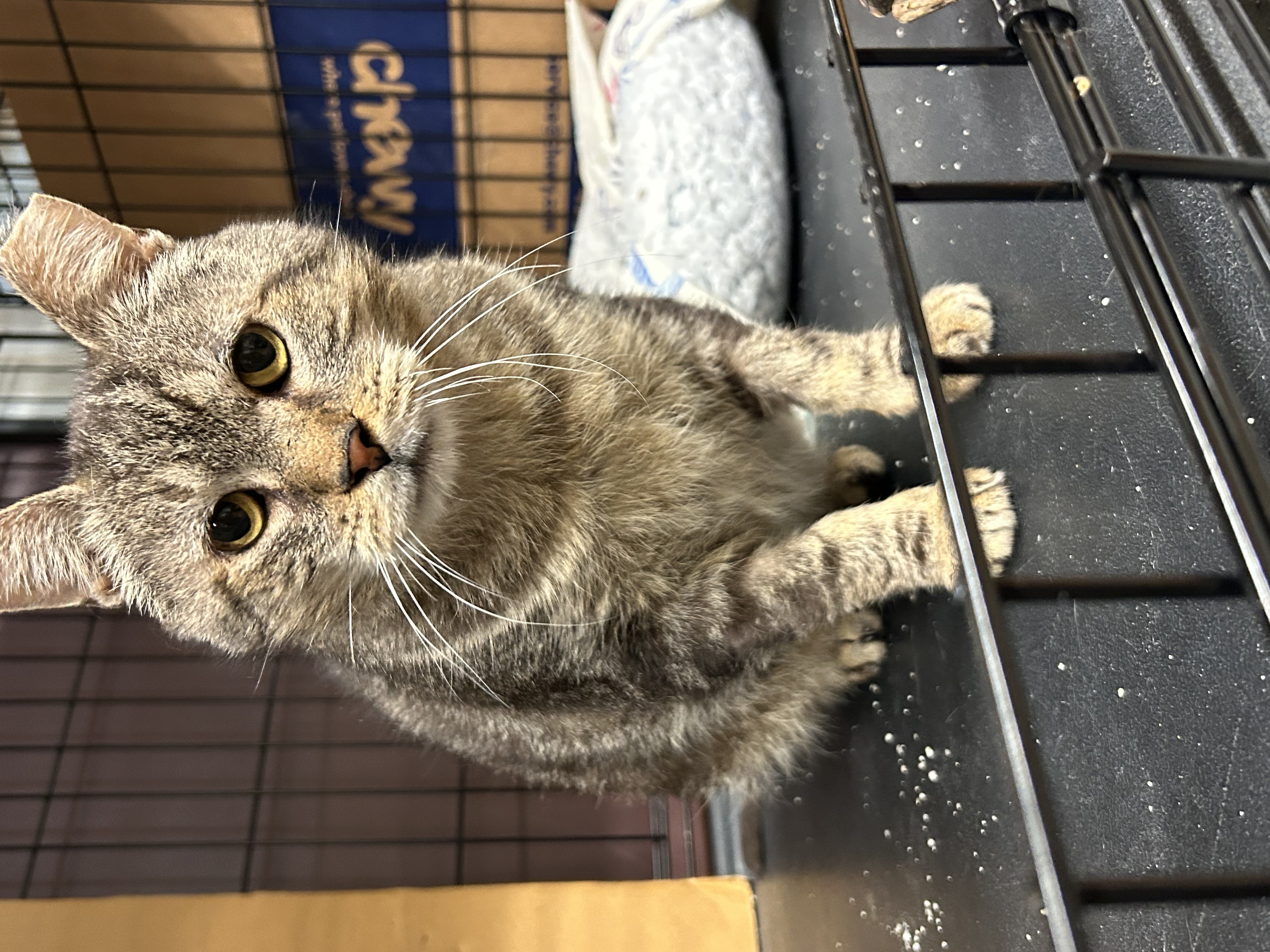 Enlarge O'Neill, a Adoptable Domestic Short Hair in Plainville, MA image 1/3