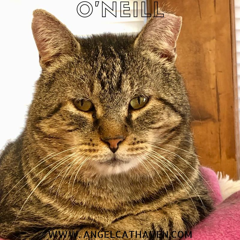 Enlarge O'Neill, a Adoptable Domestic Short Hair in Plainville, MA image 2/3