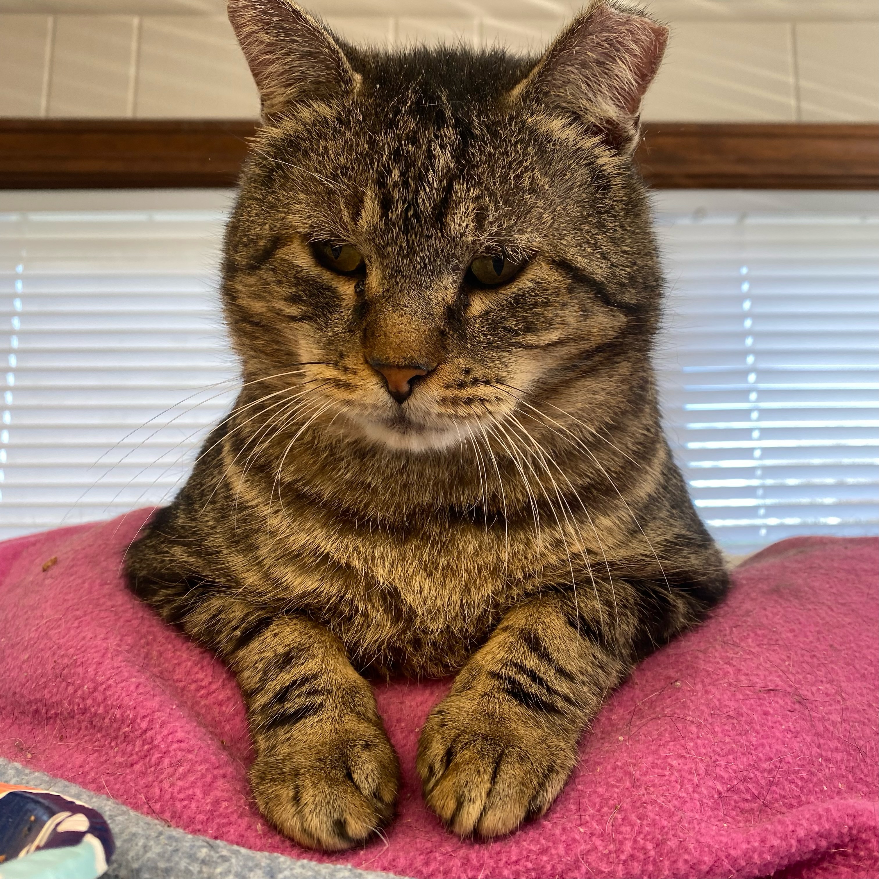 Enlarge O'Neill, a Adoptable Domestic Short Hair in Plainville, MA image 3/3