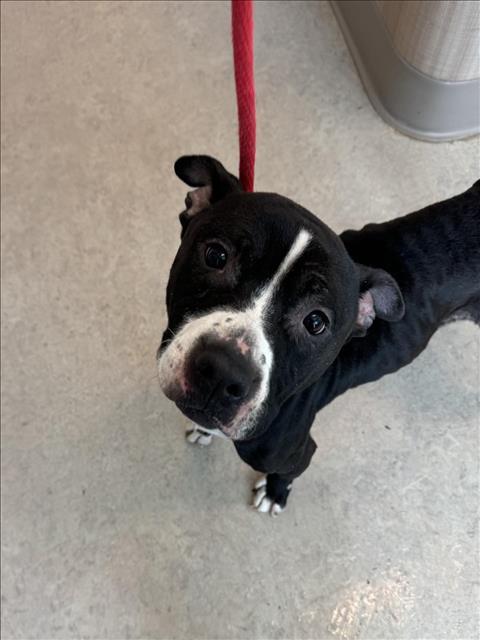 Enlarge HEFFY, a Adoptable Pit Bull Terrier in Saginaw, MI image 1/1