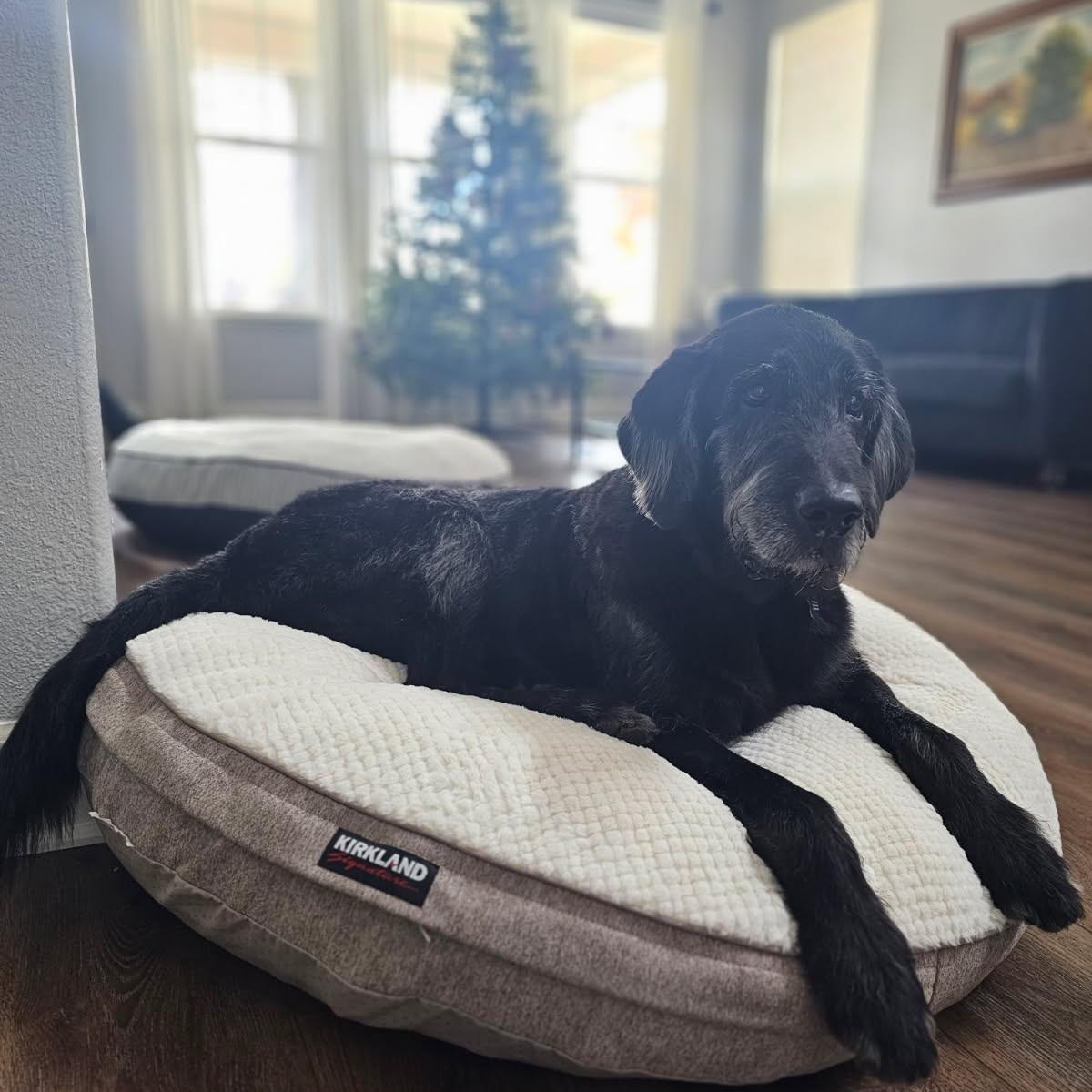 Roscoe , adopted, Adult Male Goldendoodle.