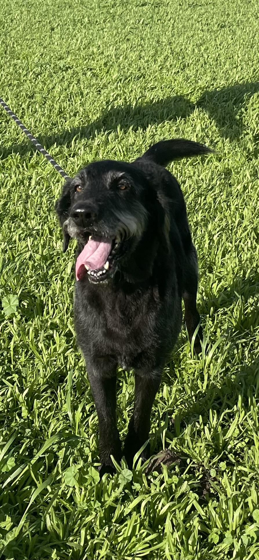 Roscoe , an adopted Goldendoodle in Manteca, CA image 2/6