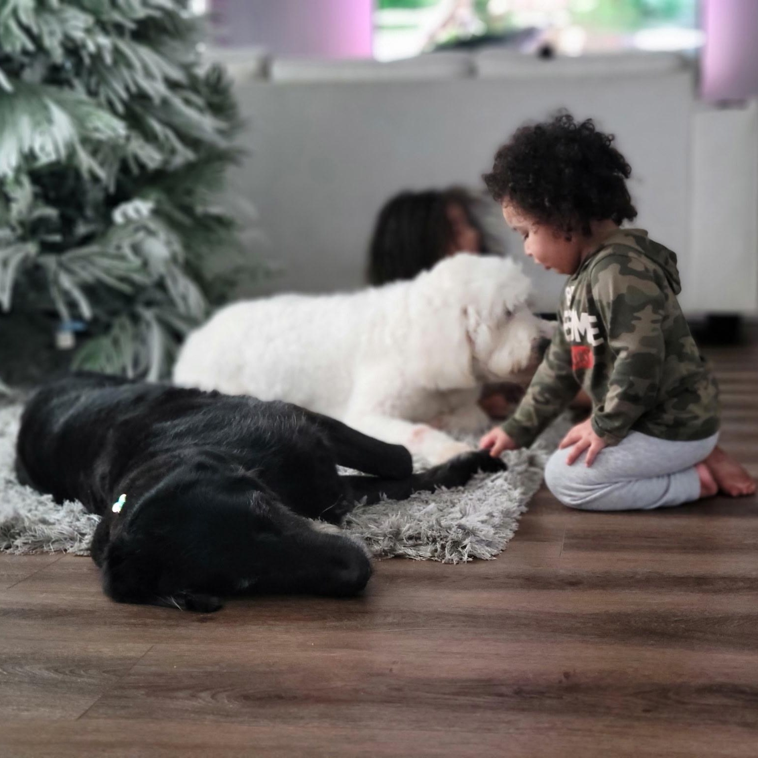 Roscoe , an adopted Goldendoodle in Manteca, CA image 4/6