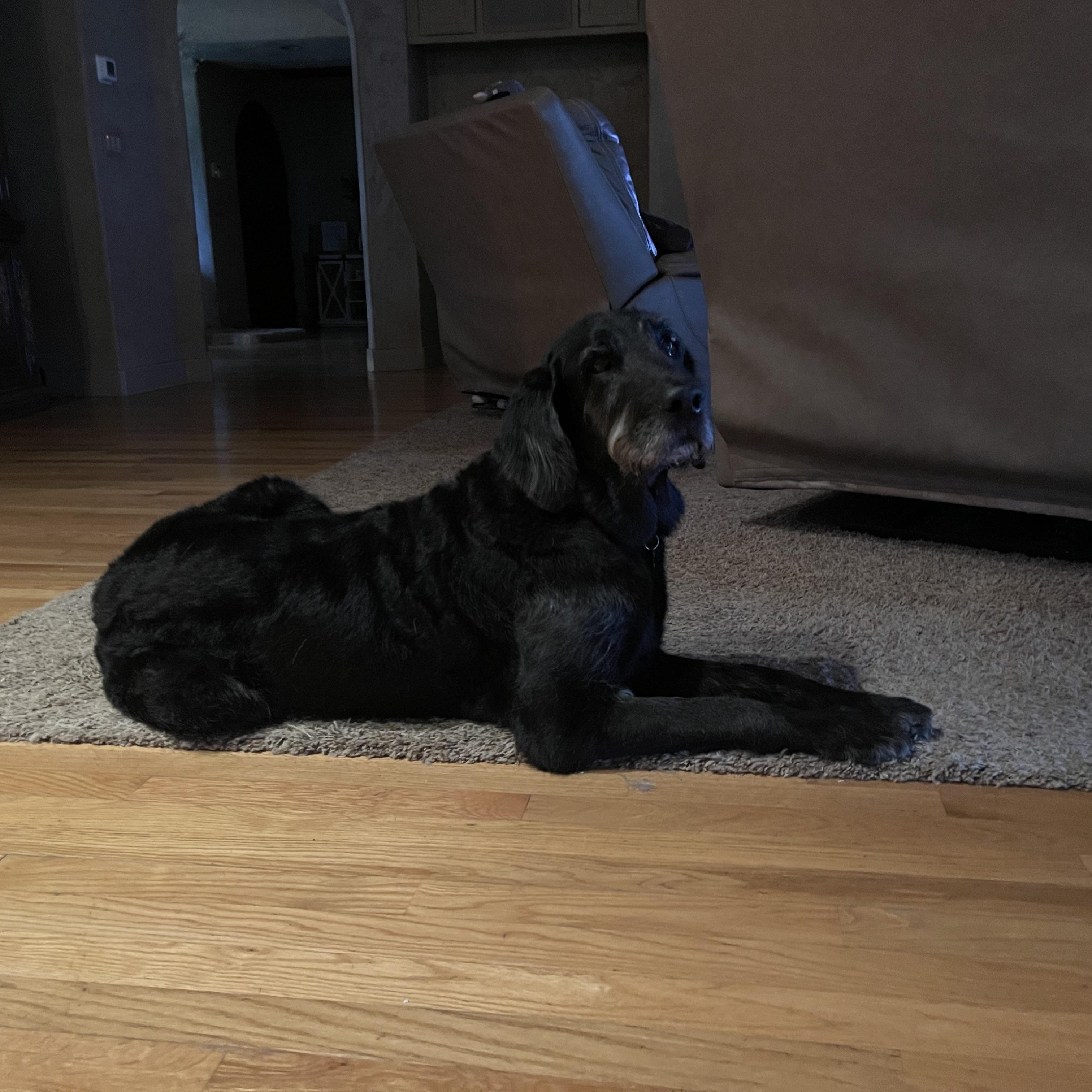 Roscoe , an adopted Goldendoodle in Manteca, CA image 6/6