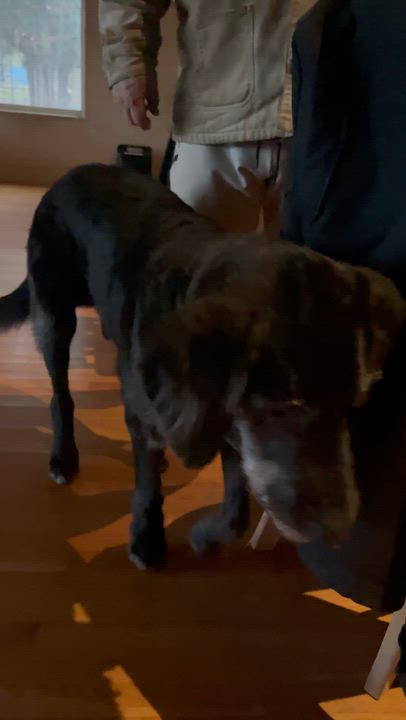 Enlarge Roscoe , an adopted Goldendoodle in Manteca, CA video 3/6