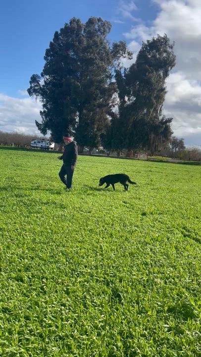 Enlarge Roscoe , an adopted Goldendoodle in Manteca, CA video 5/6
