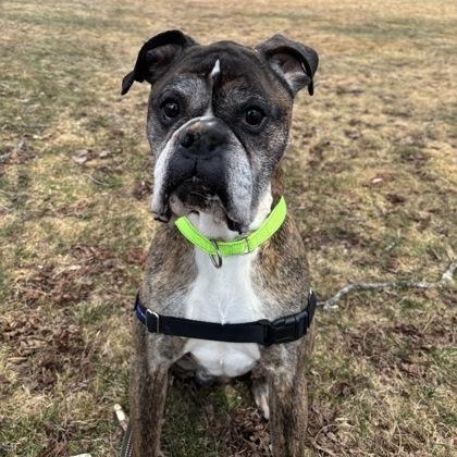 Opie, ADOPTABLE, Adult Male Boxer.