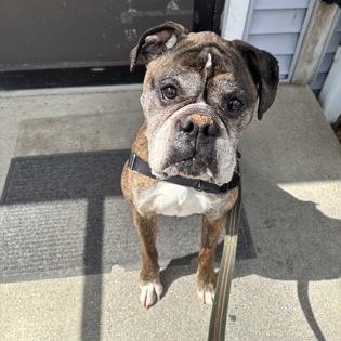 Enlarge Opie, a ADOPTABLE Boxer in Worcester, MA image 2/2