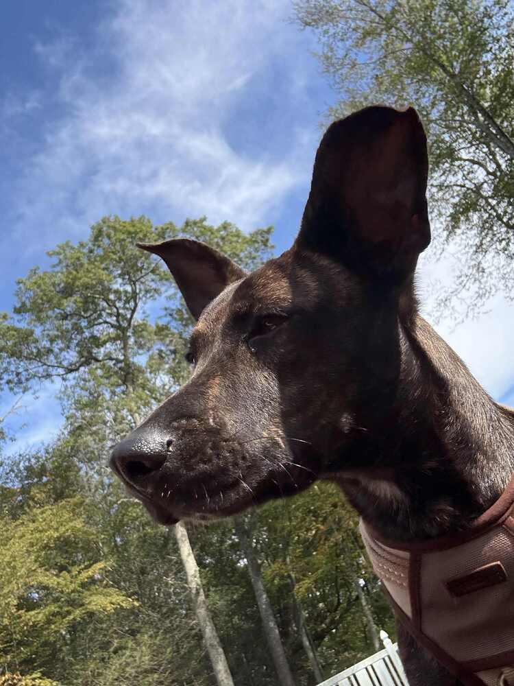 Bruno, Adoptable, Young Male Plott Hound & Hound.