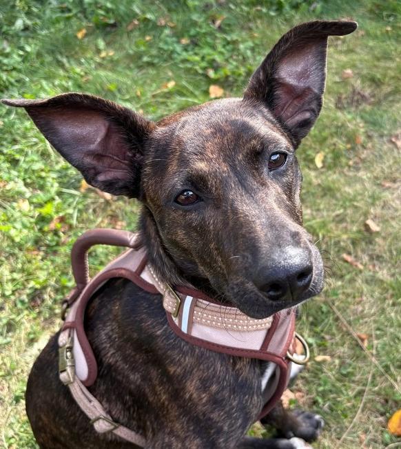 Enlarge Bruno, a Adoptable mixed breed in Middletown, CT image 2/6