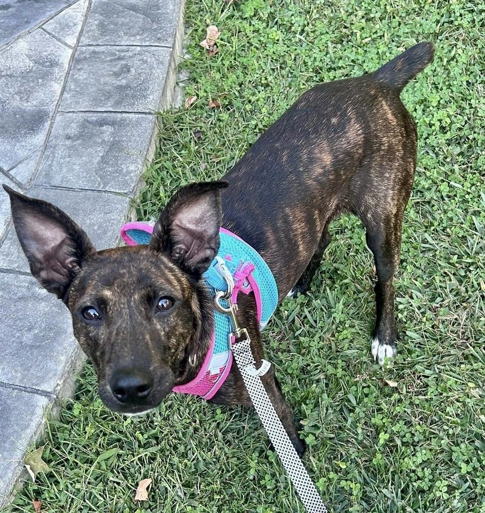 Enlarge Bruno, a Adoptable mixed breed in Middletown, CT image 3/6