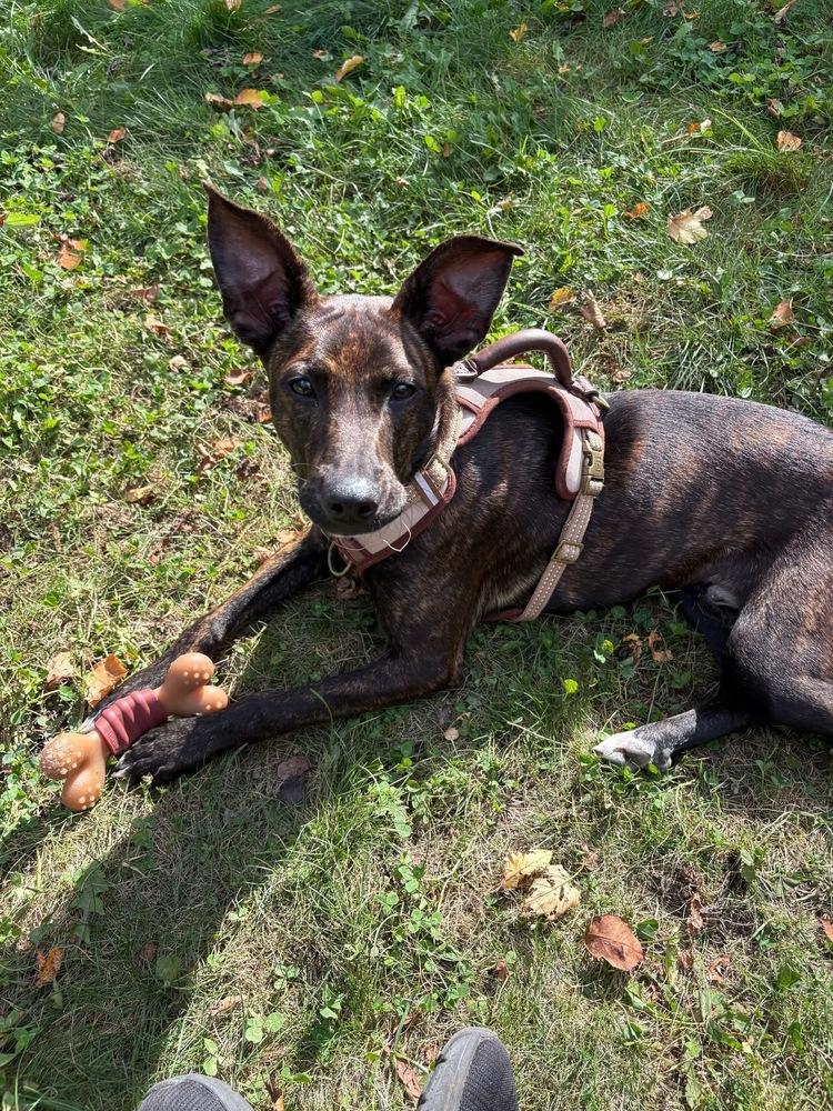 Enlarge Bruno, a Adoptable mixed breed in Middletown, CT image 4/6