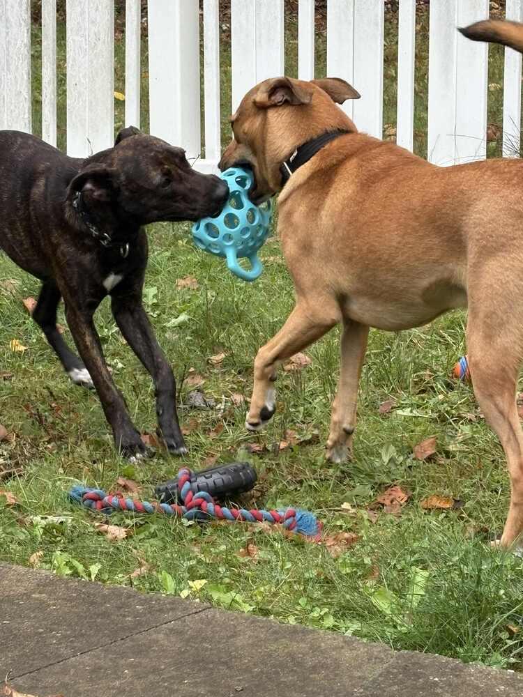 Enlarge Bruno, a Adoptable mixed breed in Middletown, CT image 5/5