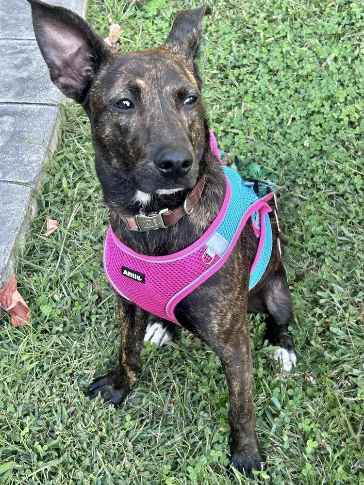 Enlarge Bruno, a Adoptable mixed breed in Middletown, CT image 5/6