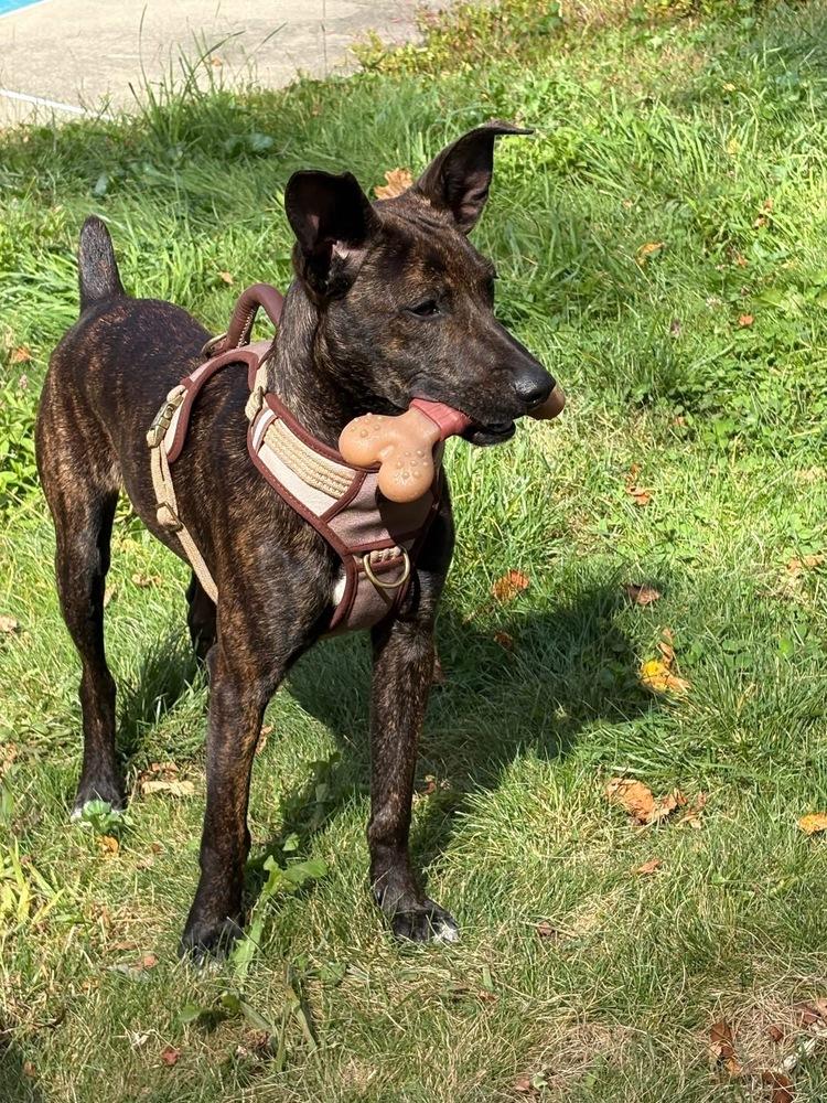 Enlarge Bruno, a Adoptable mixed breed in Middletown, CT image 6/6
