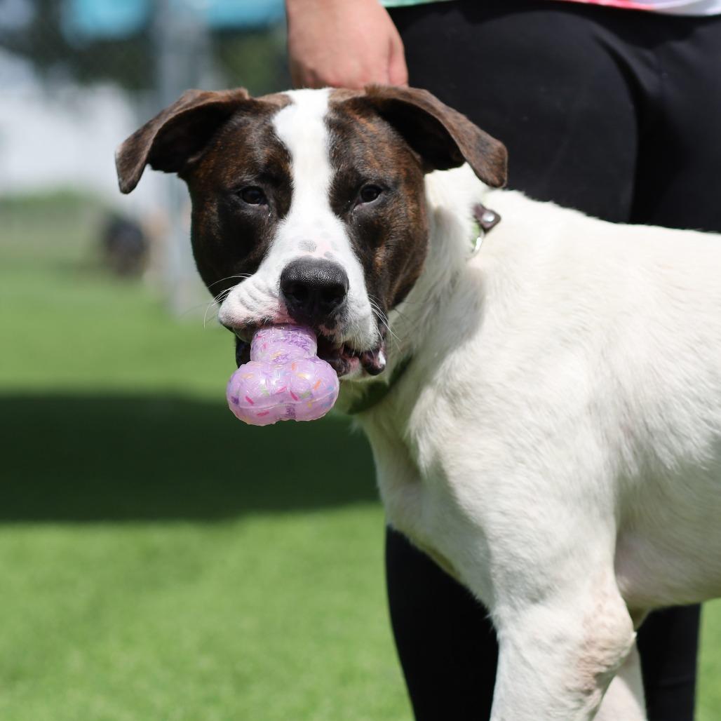 Enlarge Bark-Vader, a Adoptable mixed breed in Evansville, IN image 1/6