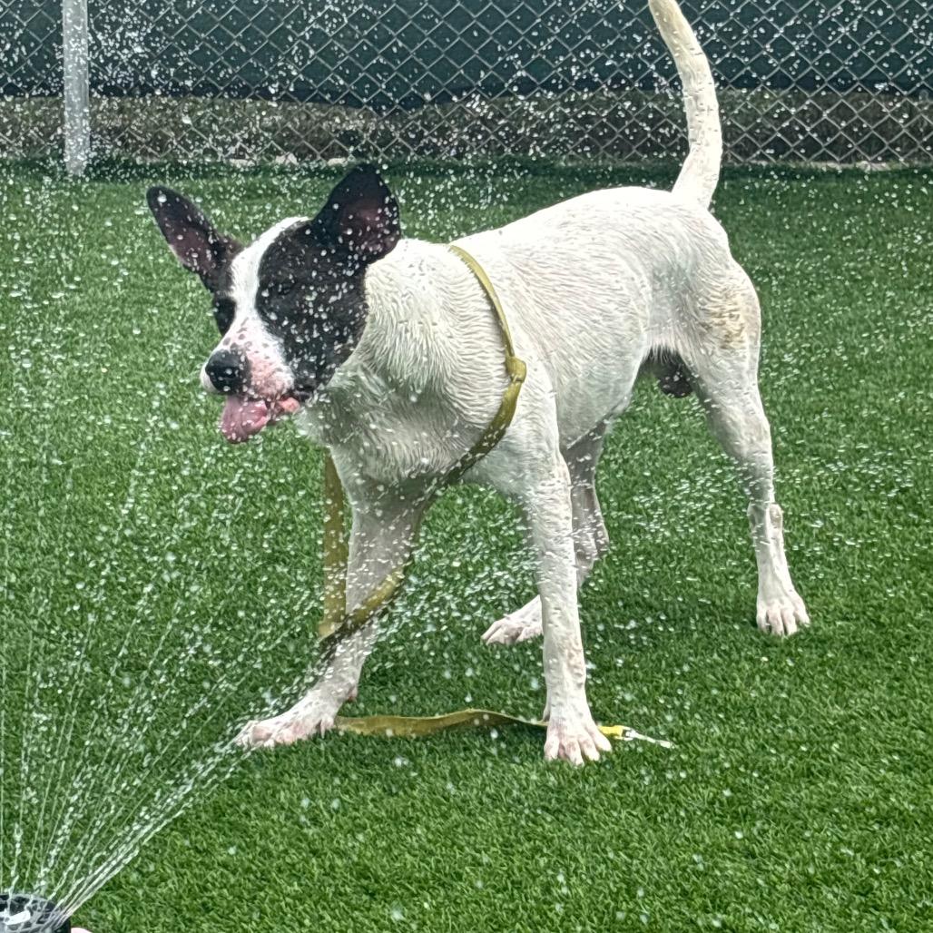 Enlarge Bark-Vader, a Adoptable mixed breed in Evansville, IN image 2/6