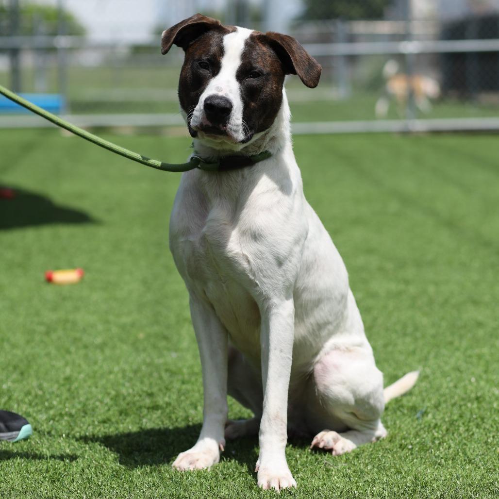 Enlarge Bark-Vader, a Adoptable mixed breed in Evansville, IN image 3/6