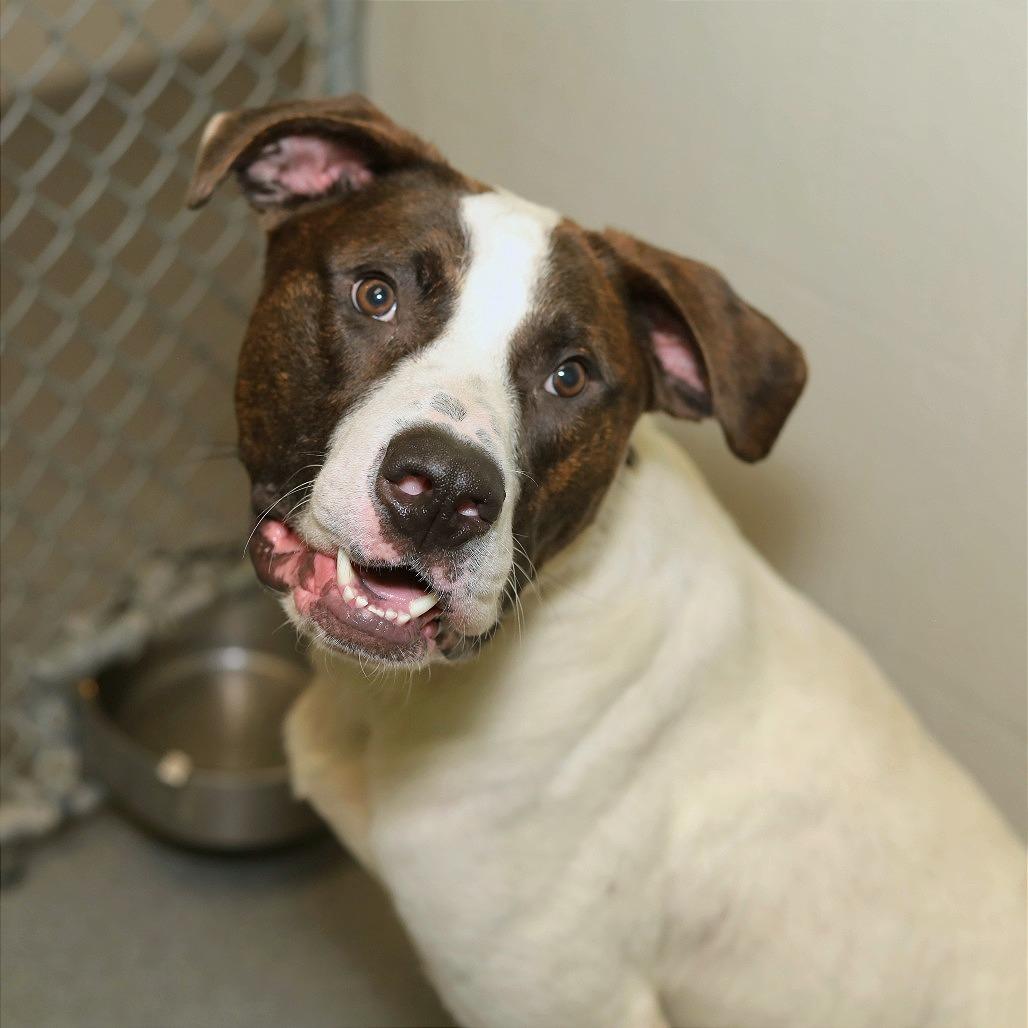 Enlarge Bark-Vader, a Adoptable mixed breed in Evansville, IN image 4/6