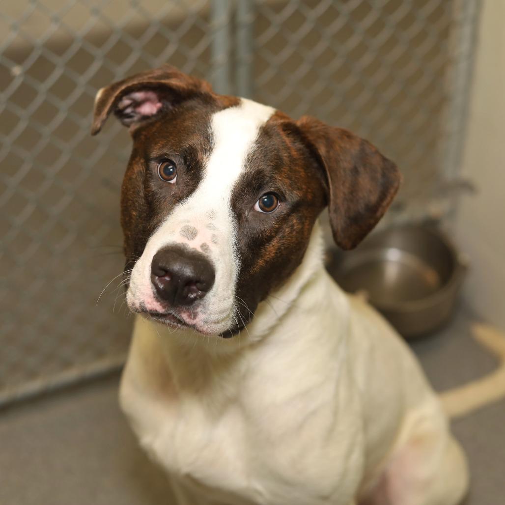 Enlarge Bark-Vader, a Adoptable mixed breed in Evansville, IN image 5/6