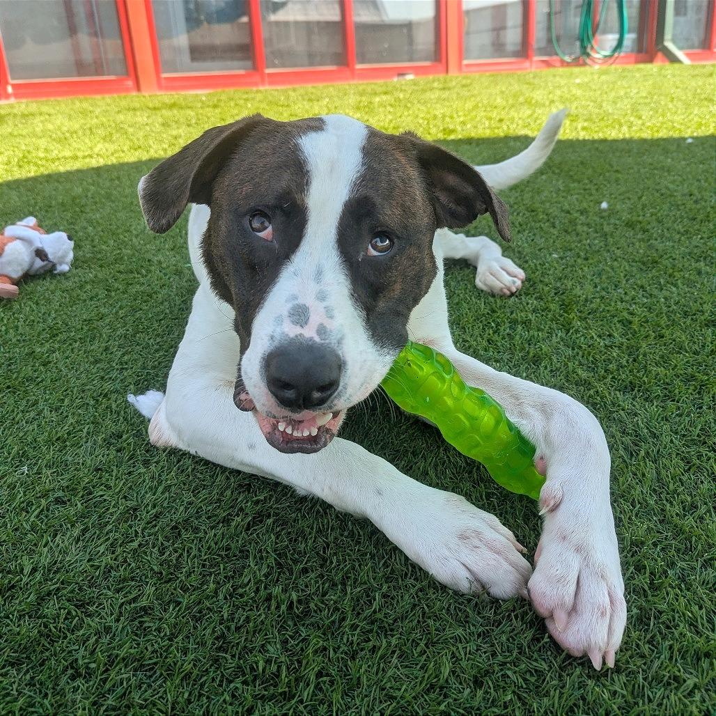 Enlarge Bark-Vader, a Adoptable mixed breed in Evansville, IN image 6/6