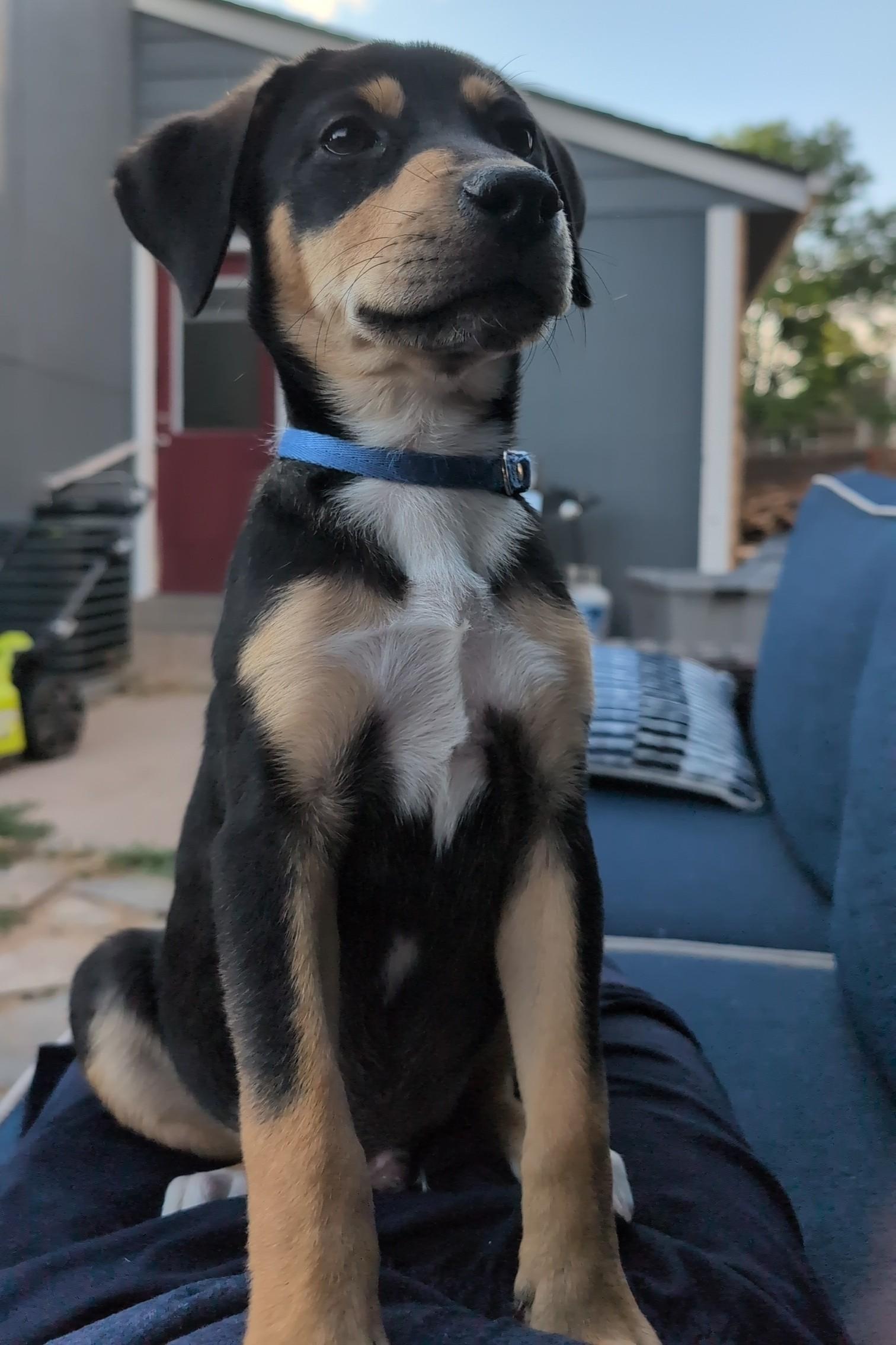 Chase (mini Obi) 2