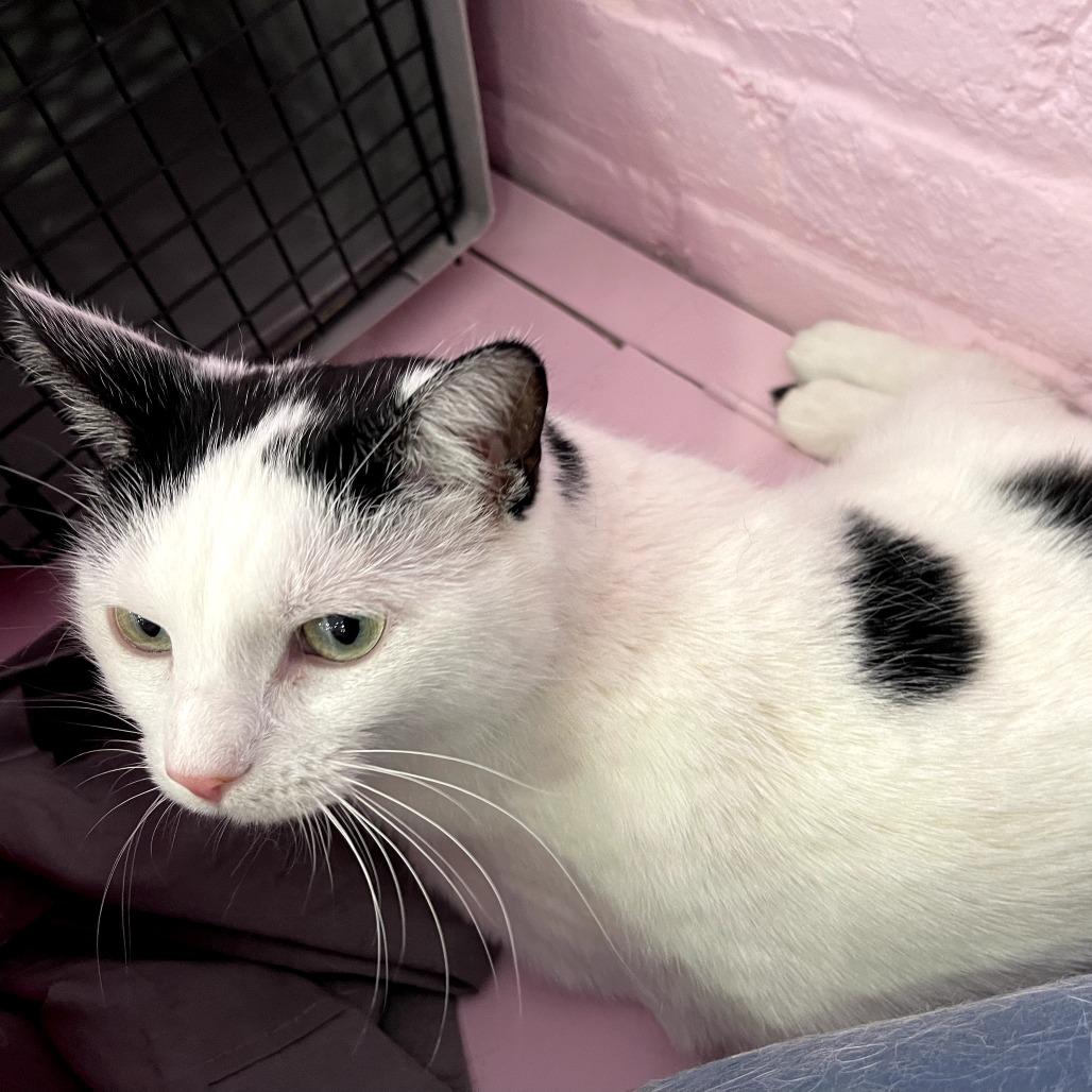 Evangeline, a Adoptable Domestic Short Hair in Fairfax Station, VA image 1/3