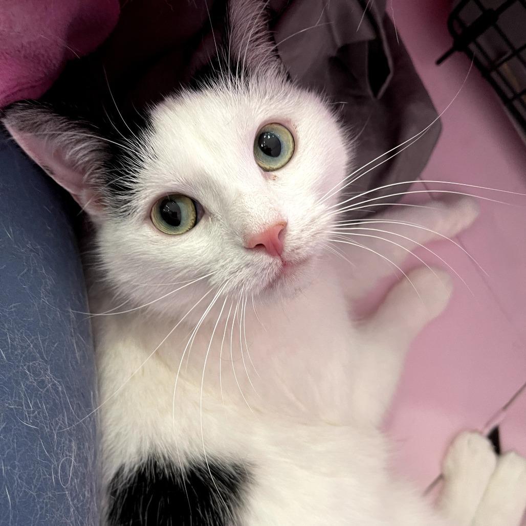 Evangeline, a Adoptable Domestic Short Hair in Fairfax Station, VA image 2/3