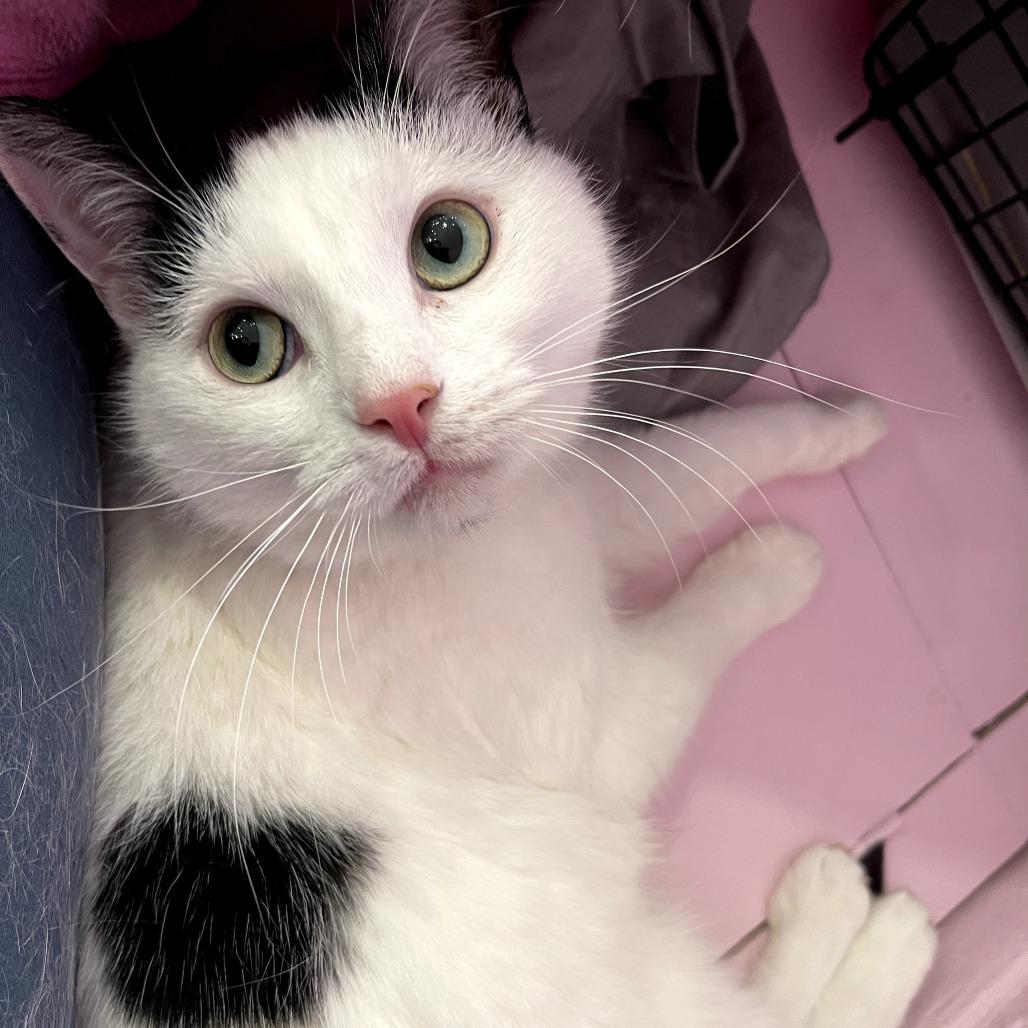 Evangeline, a Adoptable Domestic Short Hair in Fairfax Station, VA image 3/3